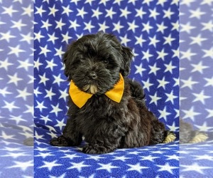 Havanese-Poodle (Toy) Mix Puppy for sale in CHRISTIANA, PA, USA