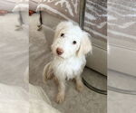 Small #2 Mutt
