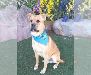 Boxer-Unknown Mix Dogs for adoption in Oklahoma City, OK, USA