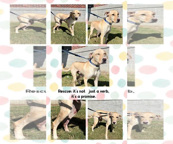 Medium Photo #13 Labrador Retriever-Unknown Mix Puppy For Sale in Mount Pleasant, SC, USA