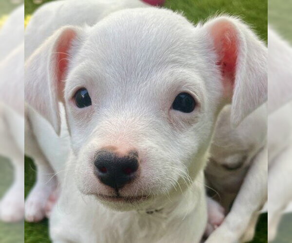 Medium Photo #1 Mutt Puppy For Sale in Pleasanton, CA, USA