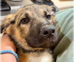 Small German Shepherd Dog Mix