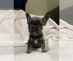 Puppy Nova French Bulldog