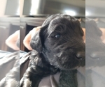 Puppy 3 Labradoodle