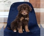 Small Photo #3 Bernedoodle Puppy For Sale in NARVON, PA, USA