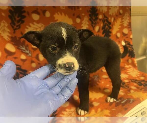 Medium Photo #1 Mutt Puppy For Sale in HESPERIA, CA, USA