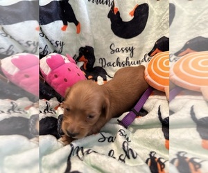 Dachshund Puppy for sale in BENNINGTON, OK, USA