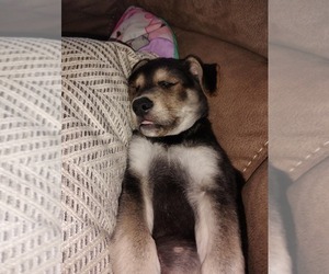 Sheprador Puppy for sale in LEITCHFIELD, KY, USA