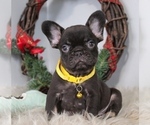 Small Photo #2 French Bulldog Puppy For Sale in FRESNO, OH, USA