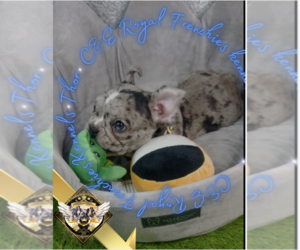 French Bulldog Puppy for sale in HARRISON, TN, USA