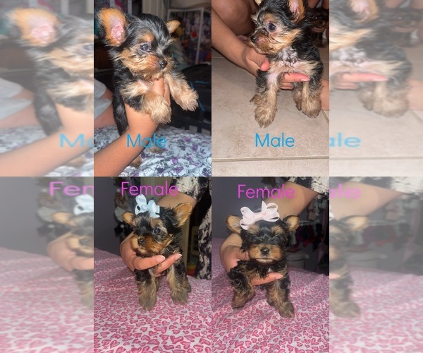 Medium Photo #1 Yorkshire Terrier Puppy For Sale in FRESNO, CA, USA