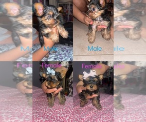Yorkshire Terrier Puppy for sale in FRESNO, CA, USA