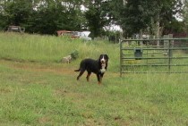 Medium Photo #6 Greater Swiss Mountain Dog Puppy For Sale in CLINTON, AR, USA