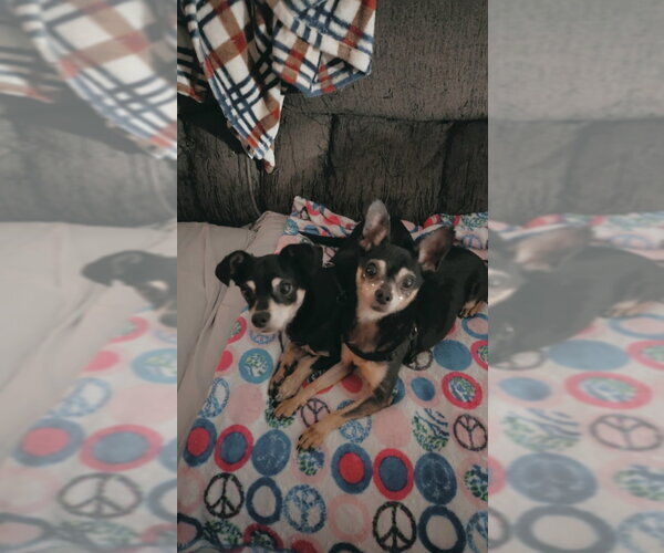 Medium Photo #1 Chihuahua Puppy For Sale in Rocky Mount, NC, USA