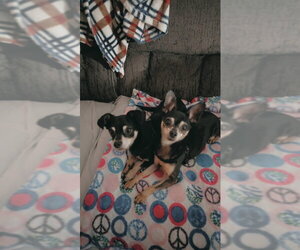 Chihuahua Dogs for adoption in Rocky Mount, NC, USA
