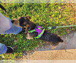 Small #6 Border Terrier Mix