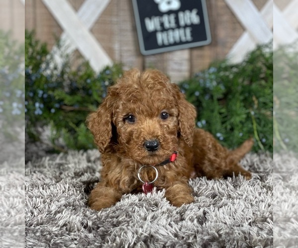 Medium Photo #2 Poodle (Standard) Puppy For Sale in WOLCOTT, IN, USA
