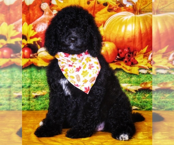 Medium Photo #7 Labradoodle Puppy For Sale in BURNS, TN, USA