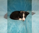Small Photo #6 Border Collie Puppy For Sale in AIKEN, SC, USA