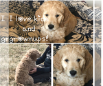 Small Photo #5 Goldendoodle Puppy For Sale in HARRISVILLE, UT, USA