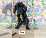 Puppy Grey Great Dane