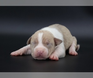 American Bully Puppy for sale in CHAMPAIGN, IL, USA