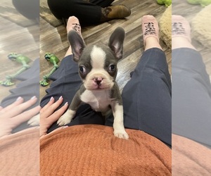 Boston Terrier Puppy for sale in FREDONIA, KS, USA