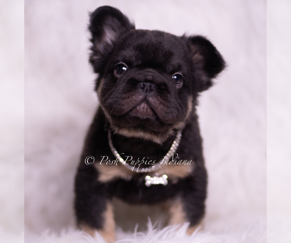 Medium Photo #4 French Bulldog Puppy For Sale in WARSAW, IN, USA