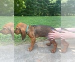Small Photo #4 Bloodhound Puppy For Sale in OLIN, NC, USA