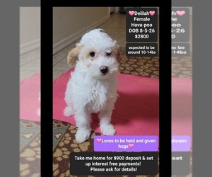 Havapoo Puppy for sale in TUCSON, AZ, USA