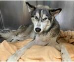 Small #1 Huskies  Mix