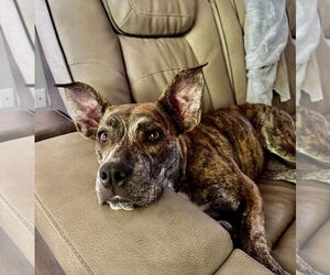 Evie - Female Mutt Dog for Adoption - Photo #3