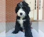 Small Photo #2 Bernedoodle Puppy For Sale in CAMDEN, SC, USA