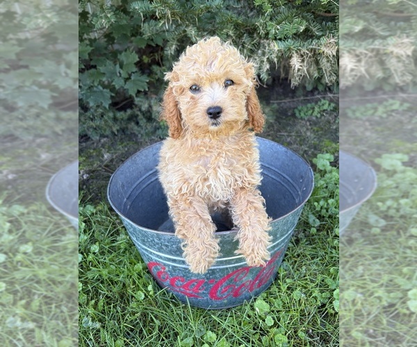 Medium Photo #3 Cockapoo (Miniature) Puppy For Sale in MIDDLEBURY, IN, USA