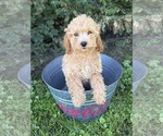 Small #2 Cockapoo (Miniature)