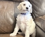 Small Goldendoodle mix (+ Poodle Standard)