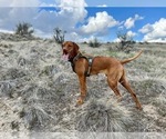 Small #9 Vizsla