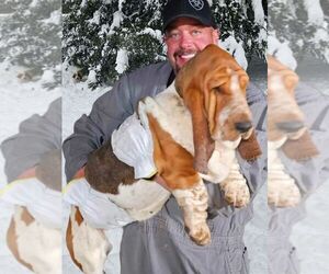 Mother of the Basset Hound puppies born on 05/24/2025