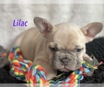 Small Photo #13 Faux Frenchbo Bulldog Puppy For Sale in HOODSPORT, WA, USA