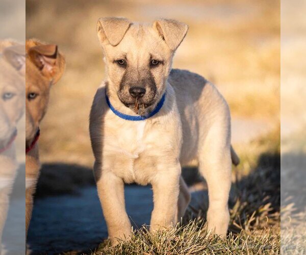 Medium Photo #1 Australian Cattle Dog Puppy For Sale in DURANGO, CO, USA