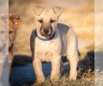 Small Photo #1 Australian Cattle Dog Puppy For Sale in DURANGO, CO, USA