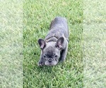 Small Photo #42 French Bulldog Puppy For Sale in CANYON, TX, USA