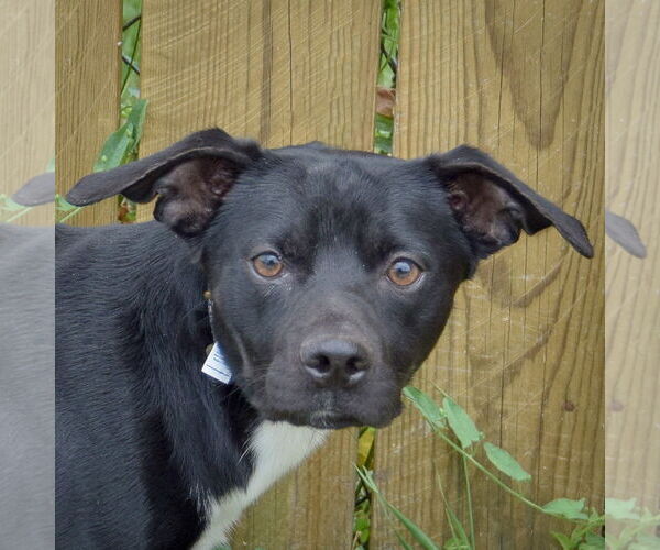 Medium Photo #1 Cheagle Puppy For Sale in Huntley, IL, USA