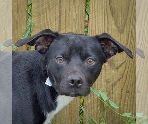 Cheagle Dogs for adoption in Huntley, IL, USA