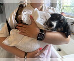 Small #2 Border Collie Mix