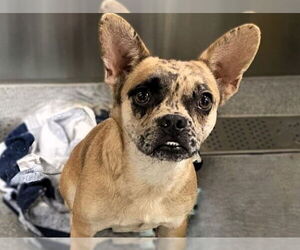 French Bullhuahua Dogs for adoption in Orange, CA, USA