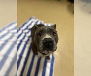 American Pit Bull Terrier-Unknown Mix Dogs for adoption in Chula Vista, CA, USA