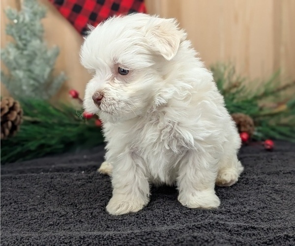Medium Photo #5 Havanese Puppy For Sale in GOSHEN, IN, USA