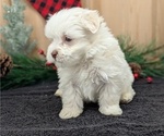 Small #4 Havanese