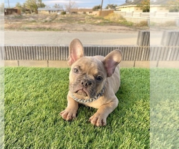 Medium Photo #1 French Bulldog Puppy For Sale in LOUISVILLE, KY, USA